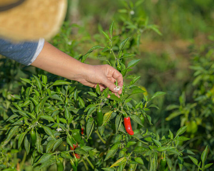 Mão a colher flor de uma planta de pimento com frutos vermelhos e verdes.