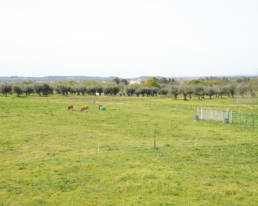 Campo verde com vacas a pastar e linha de oliveiras ao fundo.