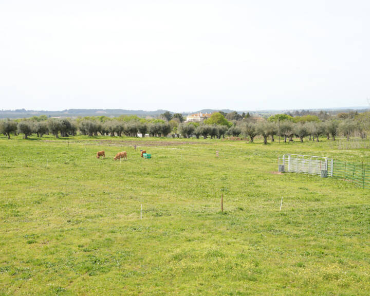 Campo verde com vacas a pastar e linha de oliveiras ao fundo.