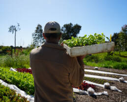 Agricultor a transportar tabuleiro com mudas sobre o ombro numa horta.