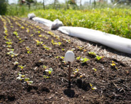 Horta com pequenas plantas a crescer em filas bem organizadas.