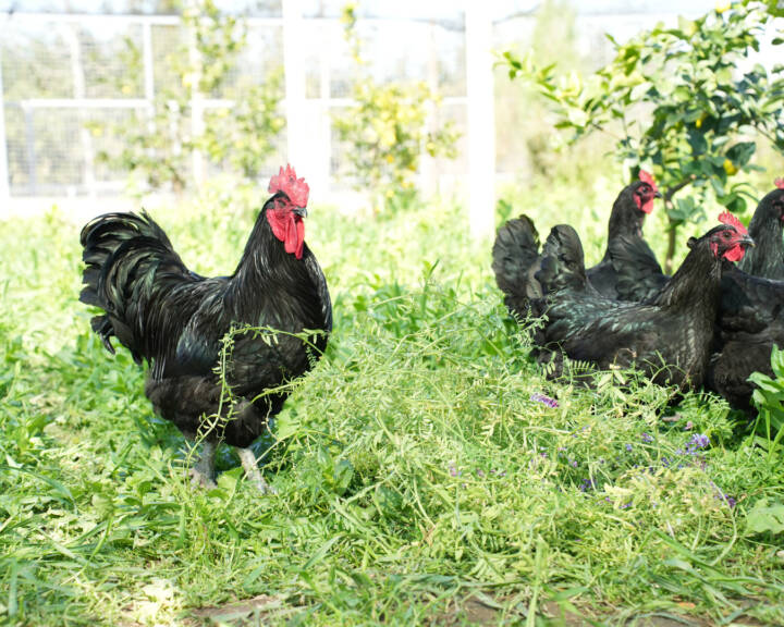 Galos e galinhas pretas a passear num campo verde ao ar livre.