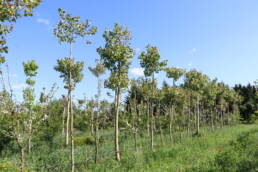 Agrofloresta
