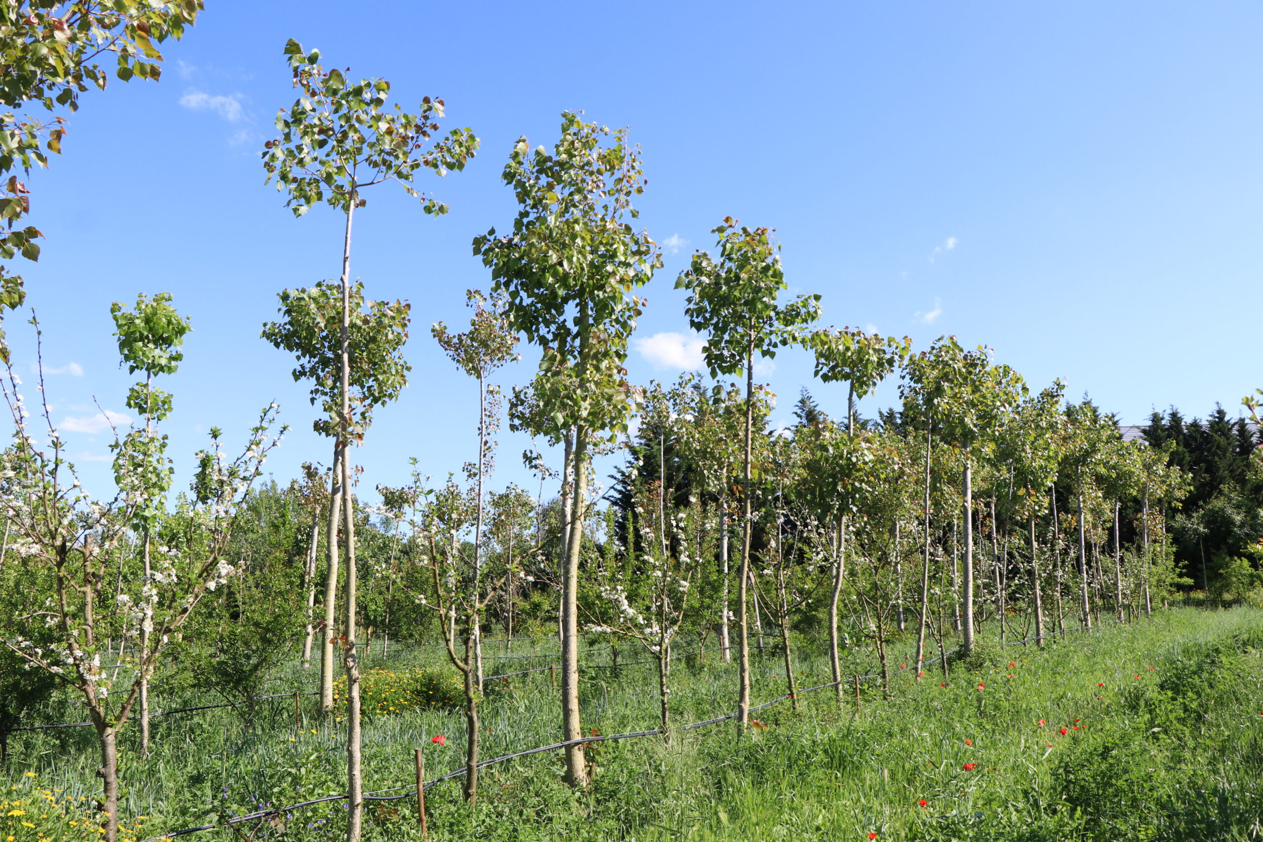 Agrofloresta